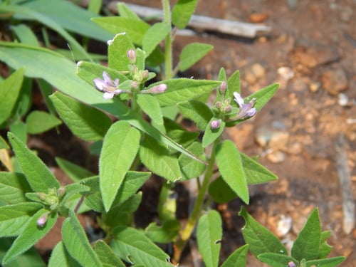 Cleome monophylla (Single-leaved cleome) — photo