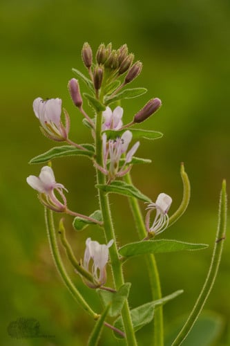 Cleome monophylla (Single-leaved cleome) — photo