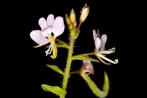 Cleome monophylla