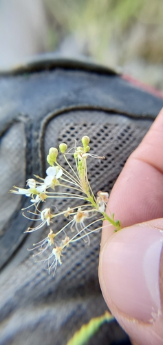 Cleome ornithopodioides (Bird Spider-flower) — photo