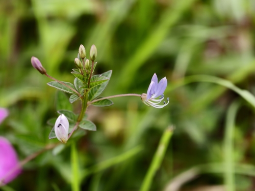 Cleome rutidosperma (Fringed spiderplant) — photo