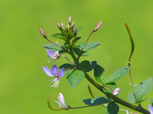 Cleome rutidosperma