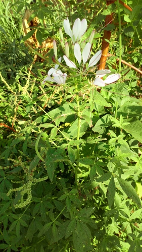 Cleome spinosa (Spiny spider flower) — photo