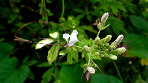 Cleome spinosa (Spiny spider flower) — photo