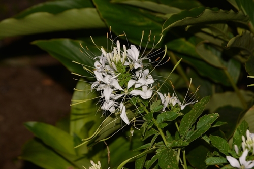 Cleome spinosa