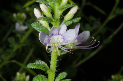 Cleome strigosa — photo