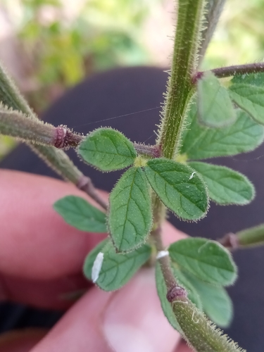 Cleome strigosa