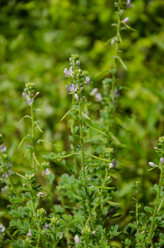 Cleome strigosa — photo