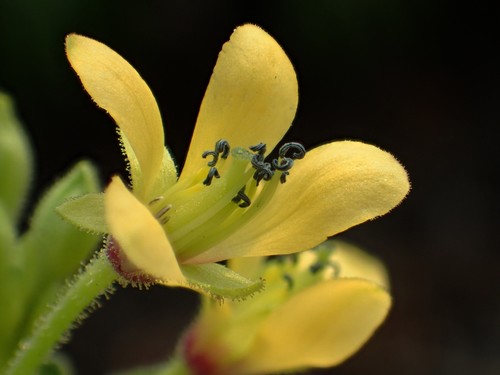 Cleome viscosa (Sticky Cleome) — photo