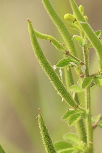Cleome viscosa (Sticky Cleome) — photo