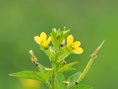 Cleome viscosa