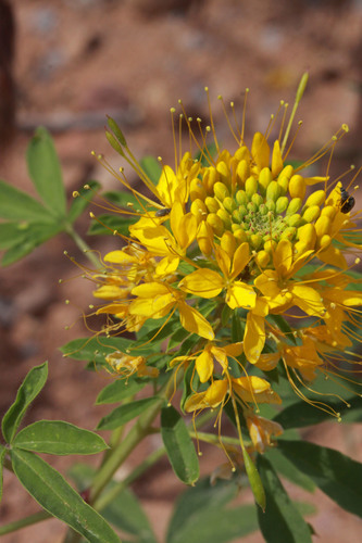 Cleomella lutea (Yellow spiderflower) — photo