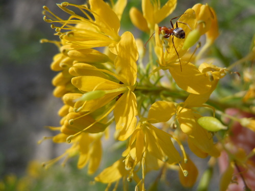Cleomella lutea (Yellow spiderflower) — photo
