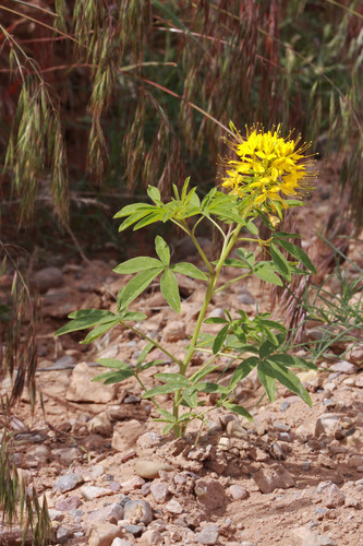 Cleomella lutea