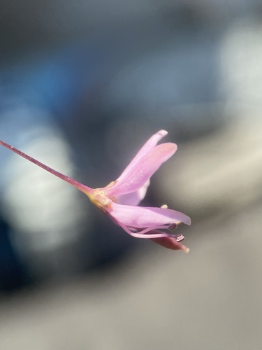 Cleomella multicaulis (Slender spiderflower) — photo