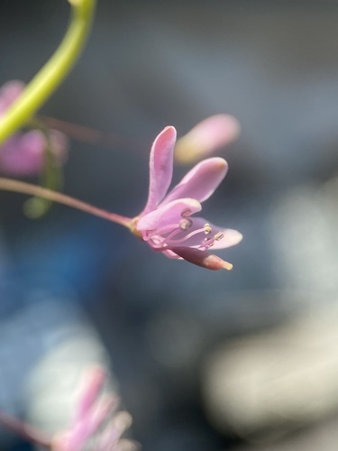 Cleomella multicaulis (Slender spiderflower) — photo