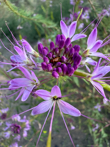 Cleomella serrulata (Rocky mountain beeplant) — photo