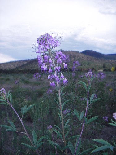 Cleomella serrulata (Rocky mountain beeplant) — photo