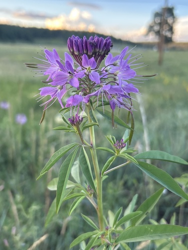 Cleomella serrulata