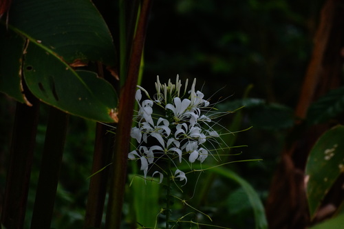 Cleoserrata speciosa (Spider plant) — photo