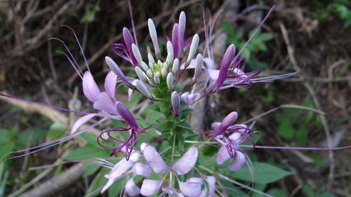 Cleoserrata speciosa