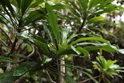 Clermontia clermontioides — photo
