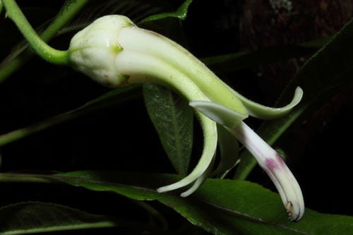 Clermontia clermontioides