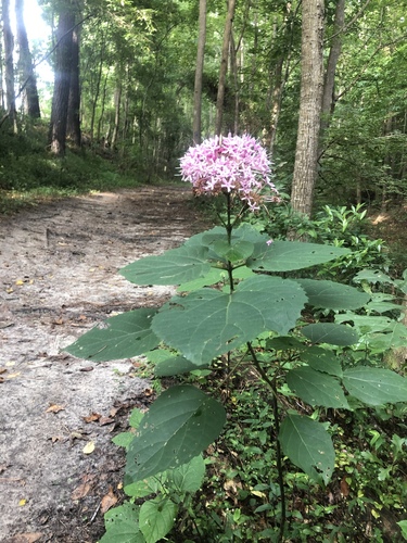 Clerodendrum bungei — photo