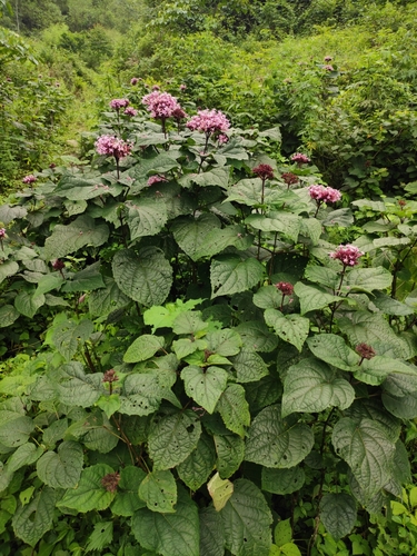 Clerodendrum bungei — photo