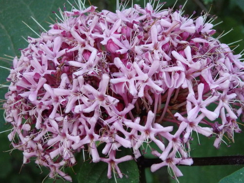 Clerodendrum bungei