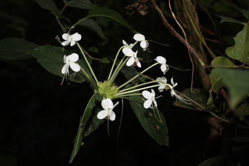 Clerodendrum capitatum (Pipe bush) — photo
