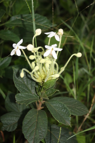 Clerodendrum capitatum (Pipe bush) — photo