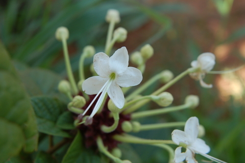 Clerodendrum capitatum