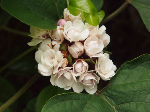 Clerodendrum chinense (Glory Bower) — photo