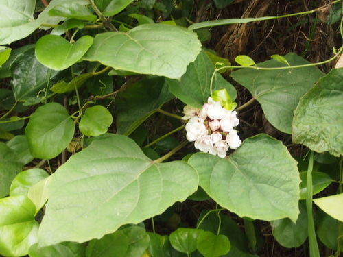 Clerodendrum chinense (Glory Bower) — photo