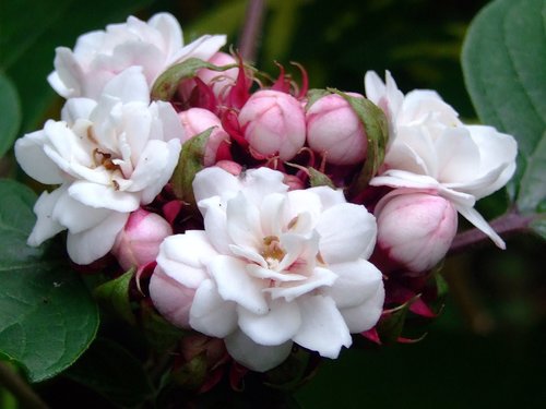 Clerodendrum chinense