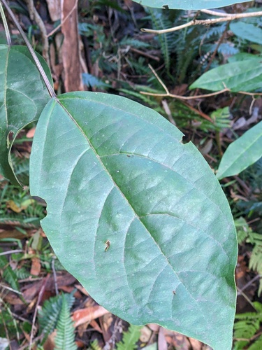 Clerodendrum floribundum