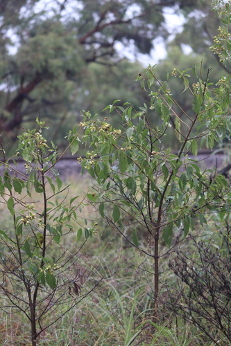 Clerodendrum floribundum (Thurkoo) — photo