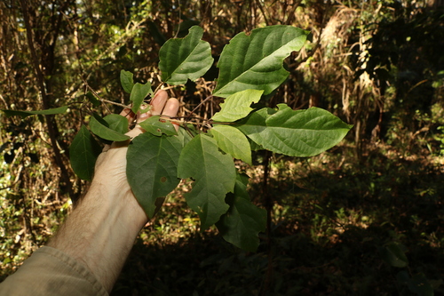 Clerodendrum floribundum var. ovatum — photo