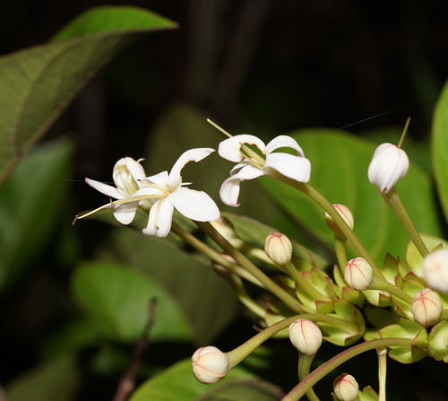 Clerodendrum floribundum var. ovatum — photo