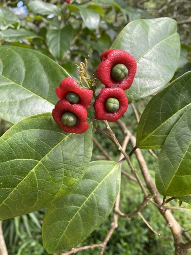 Clerodendrum floribundum var. ovatum