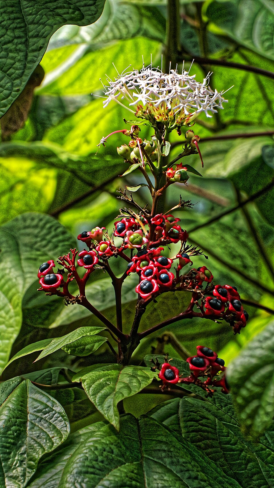 Clerodendrum glandulosum (Ping-khao) — photo