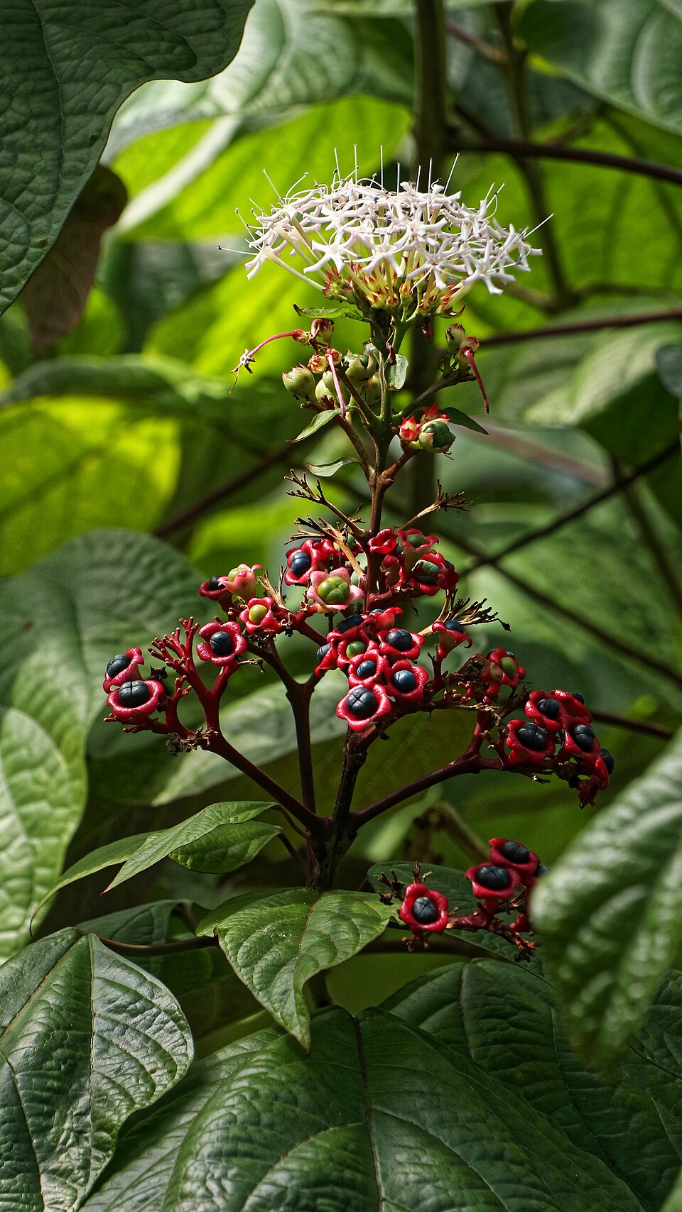 Clerodendrum glandulosum (Ping-khao) — photo