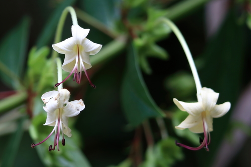 Clerodendrum indicum (Tube flower) — photo