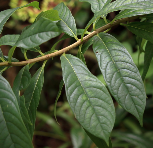 Clerodendrum indicum (Tube flower) — photo