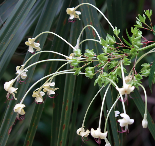 Clerodendrum indicum