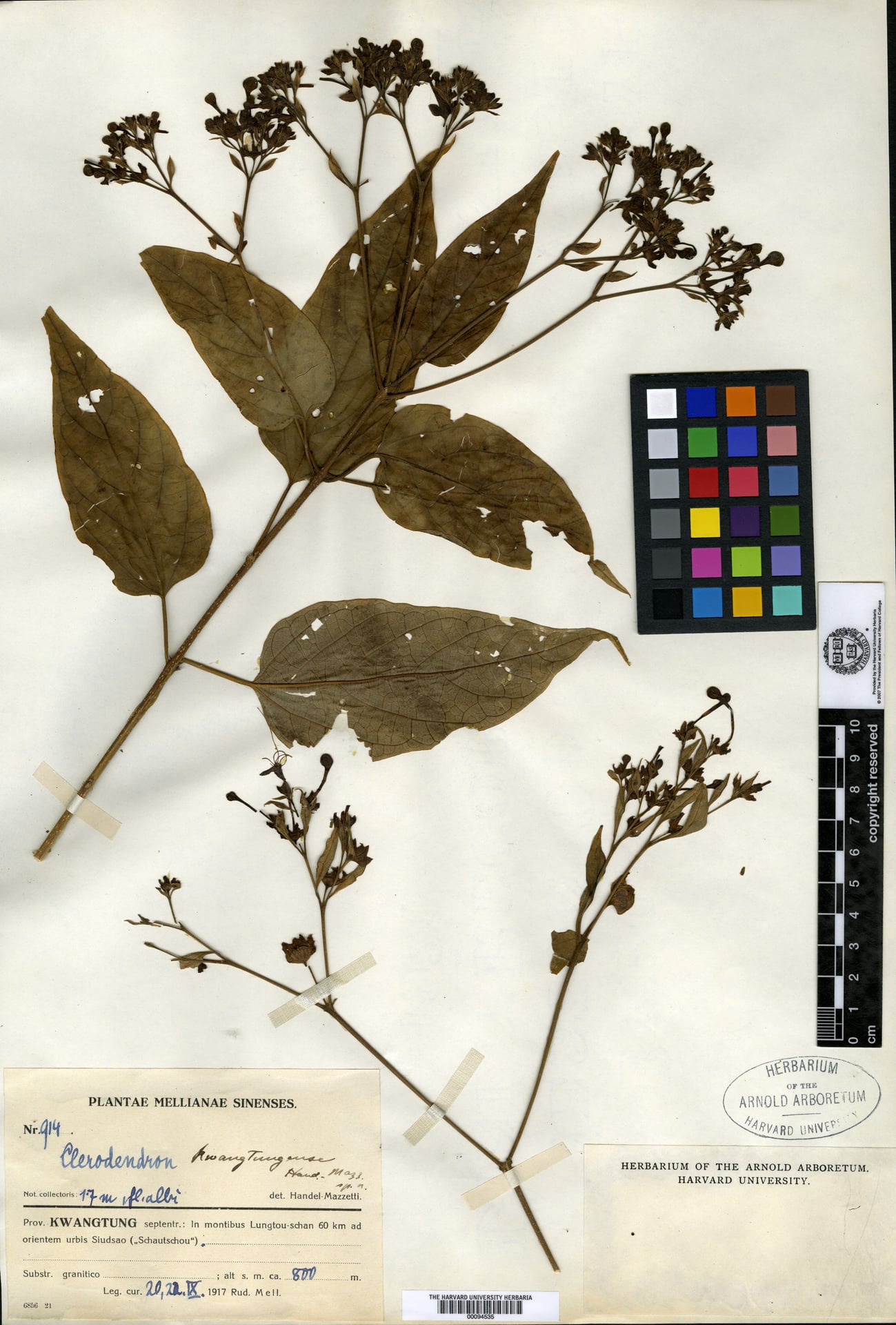 Clerodendrum kwangtungense