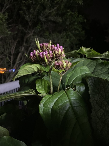 Clerodendrum lindleyi — photo