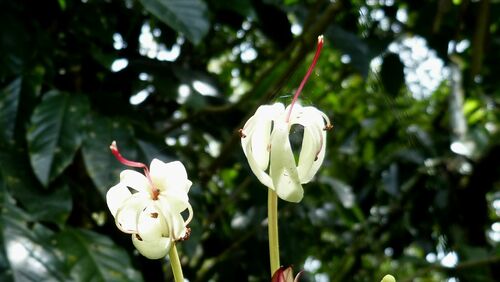 Clerodendrum minahassae (Tube flower) — photo