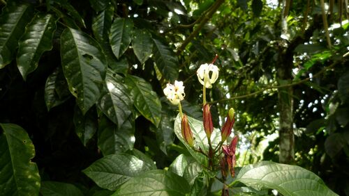 Clerodendrum minahassae (Tube flower) — photo